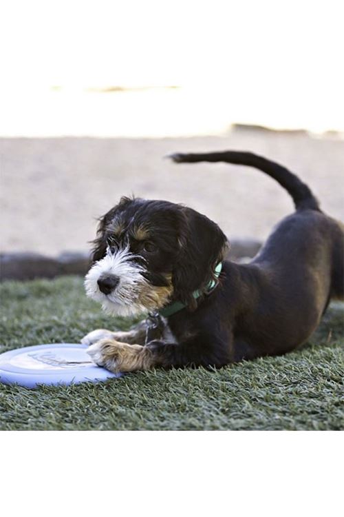 Kong Puppy Yavru Köpek için Frizbi Pembe/Mavi