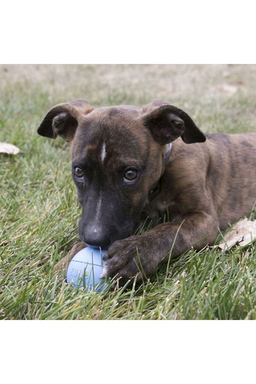 Kong Delikli Top Yavru Köpek Oyuncağı Small Mavi/Pembe 6.5 Cm